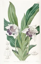 Cochleanthes flabelliformis (comme syn. Zygopetalum cochleare)